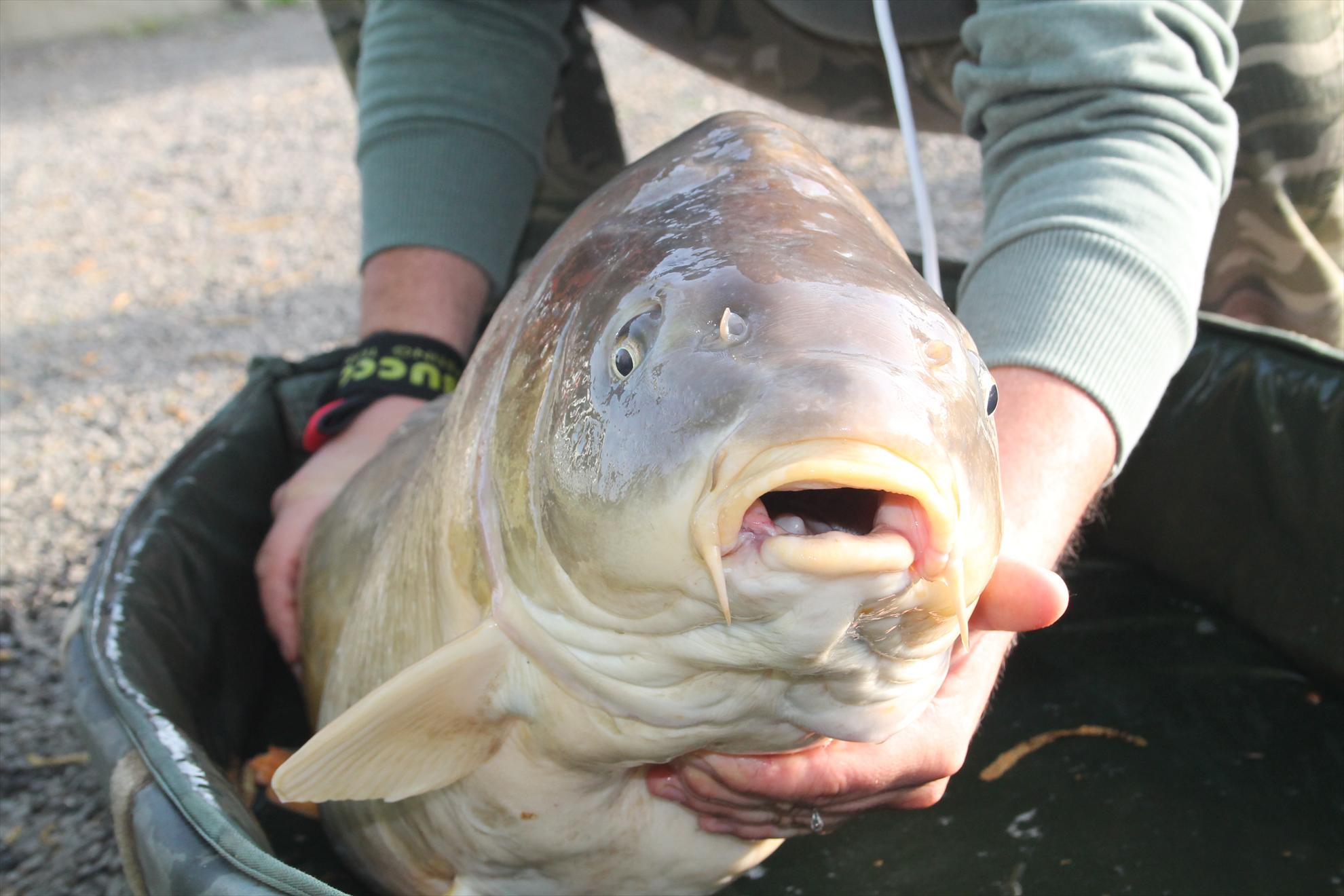 Nagykallo 2013 - nagykallo-aprilie2013-4101.JPG